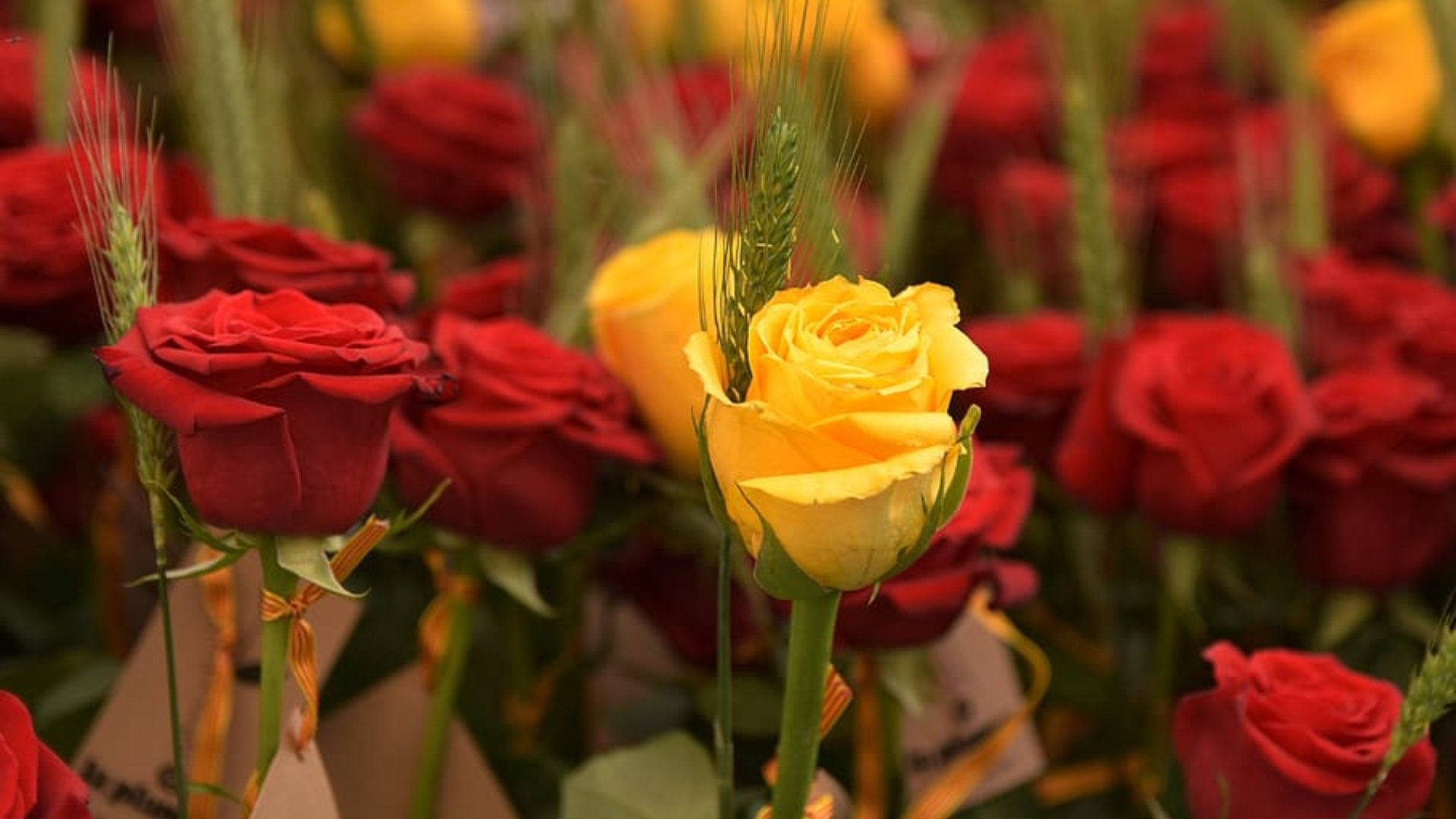 Quina rosa de Sant Jordi he de regalar? Aquest és el significat de cada color