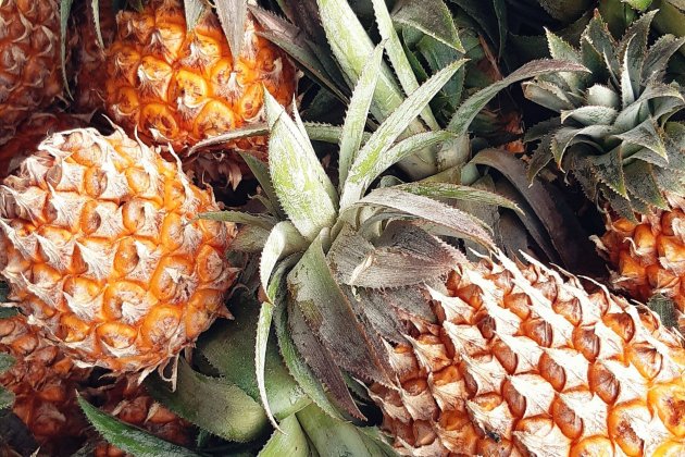 Piña en cistell Piña en cistell