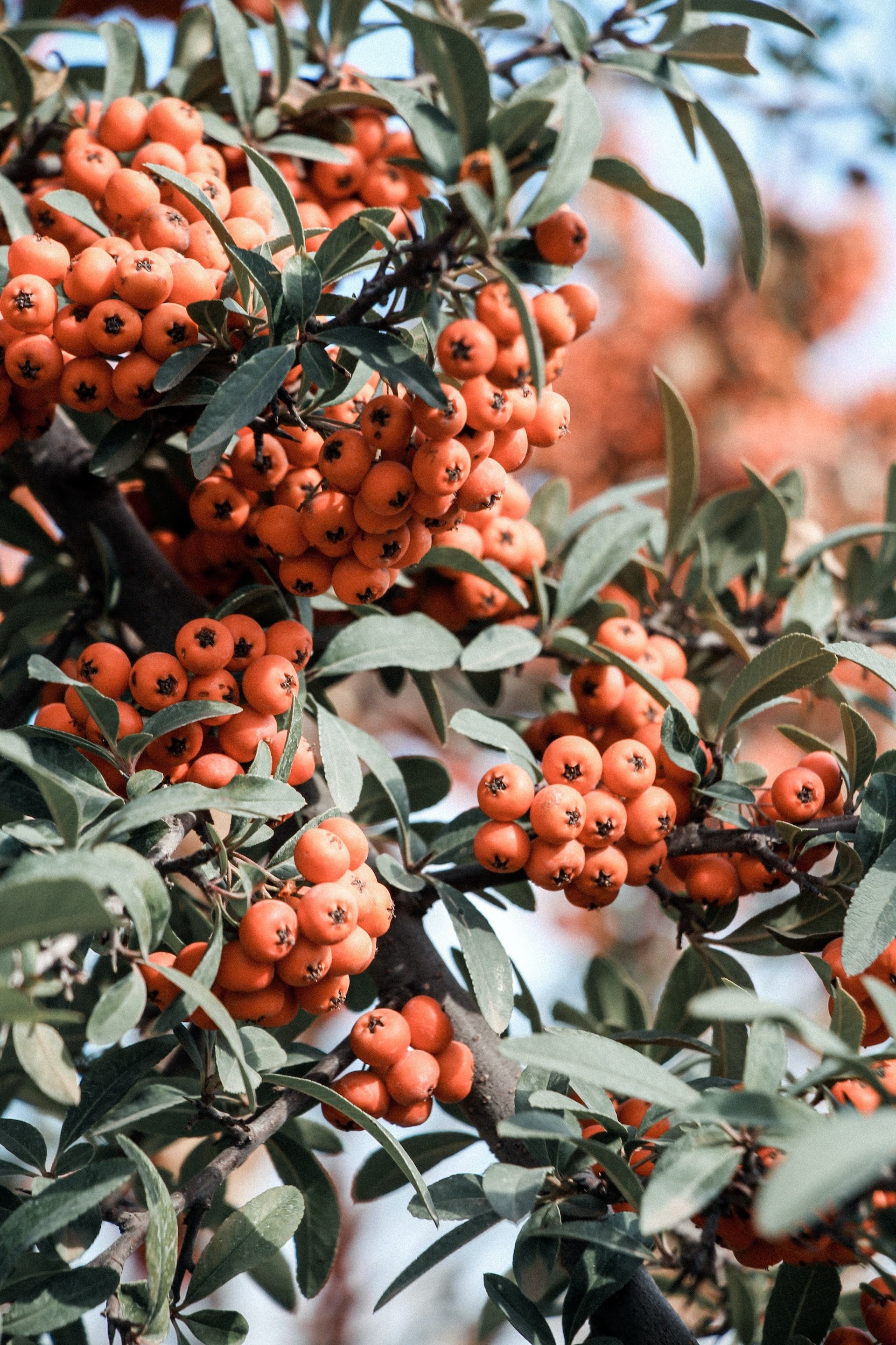 ¿El níspero cura enfermedades? 9 Beneficios de esta fruta que no conocías