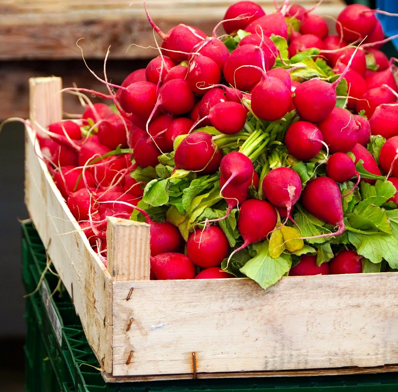 ¿Qué propiedades tiene el rábano? Todo lo que no sabías de este antioxidante natural y prodigioso