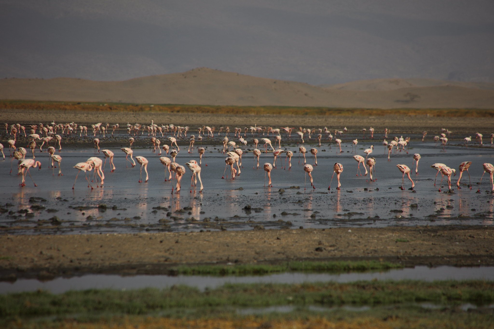 Natron, el lago que convierte a sus víctimas en momias de sal