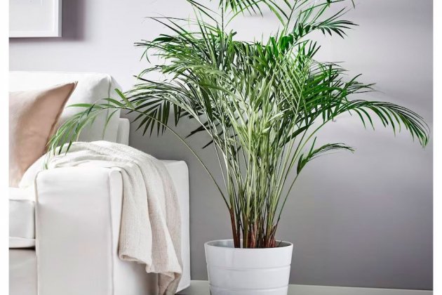 Dypsis lutescens Dypsis lutescens
