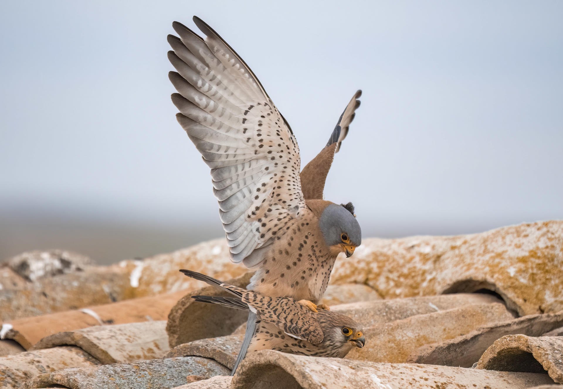 Villacañas (Toledo)