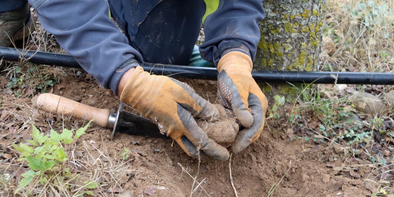 cultivo a tófona catalunya