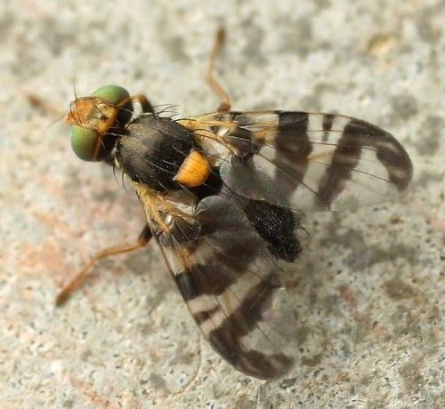 mosca de la cereza mosca de la cereza
