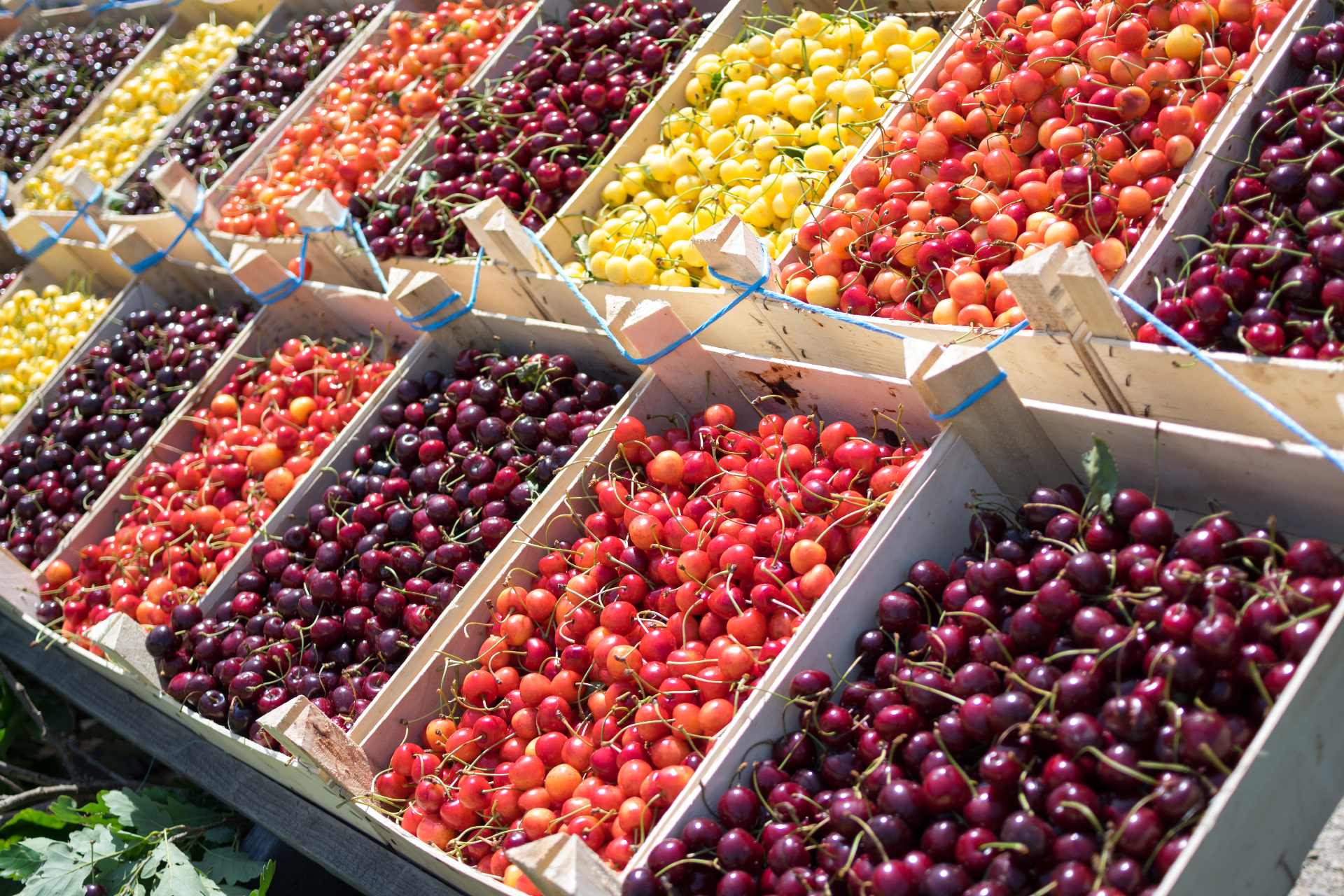 Buenas noticias para los productores de cereza: Francia no permitirá importar variedades tratadas con fosmet