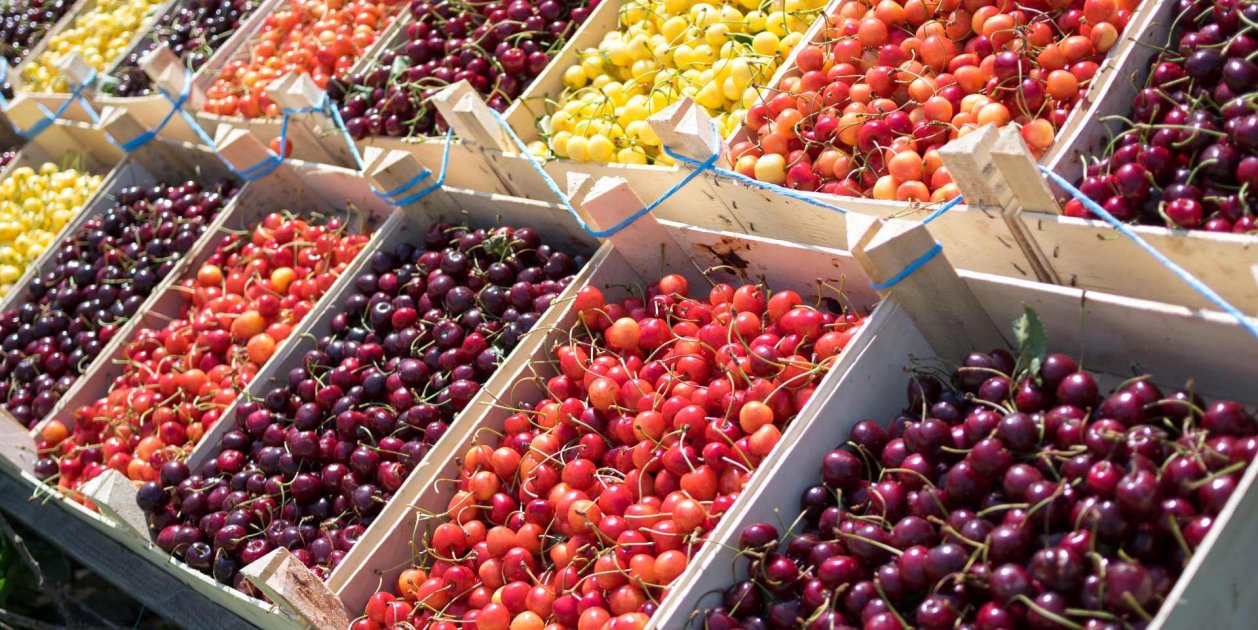La France interdit l’importation de cerises plantées de…
