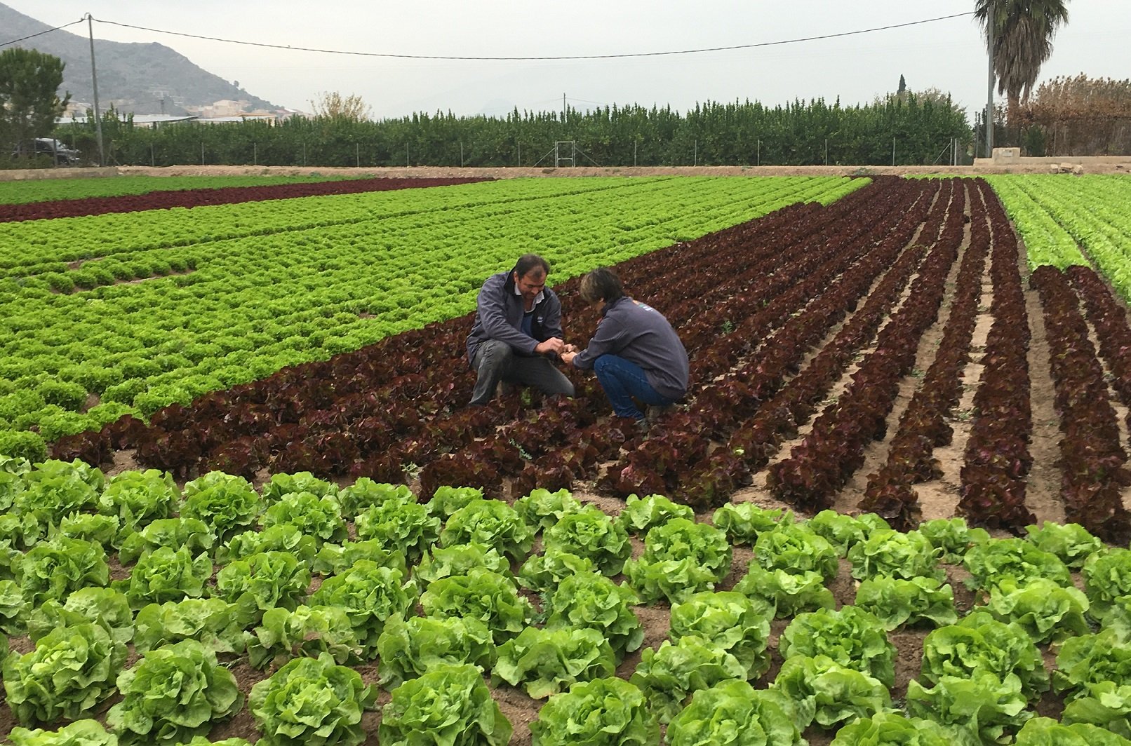 Nos quedamos sin agricultores: el 58% tiene más de 55 años