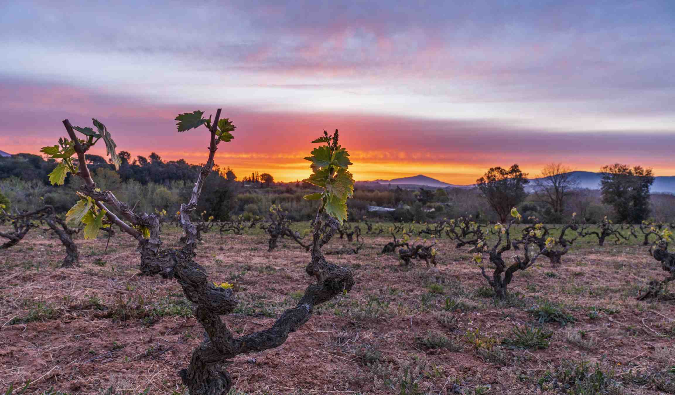 Los campos continúan muy secos en toda Catalunya, aunque la viña ya empieza a sacar hojas / Twitter: Cardedeu, @MiguelCiudad