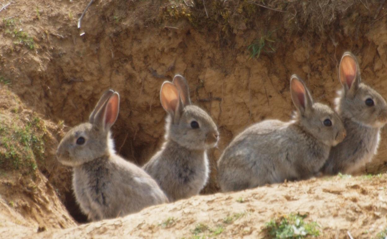 La plaga de conejos afecta ya a diez CCAA
