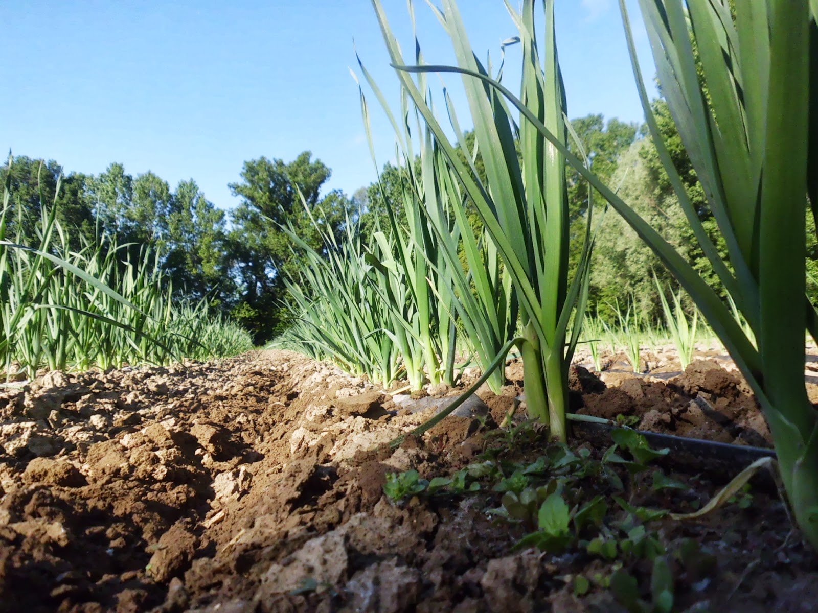 Una escola per tecnificar els cultius hortícoles catalans