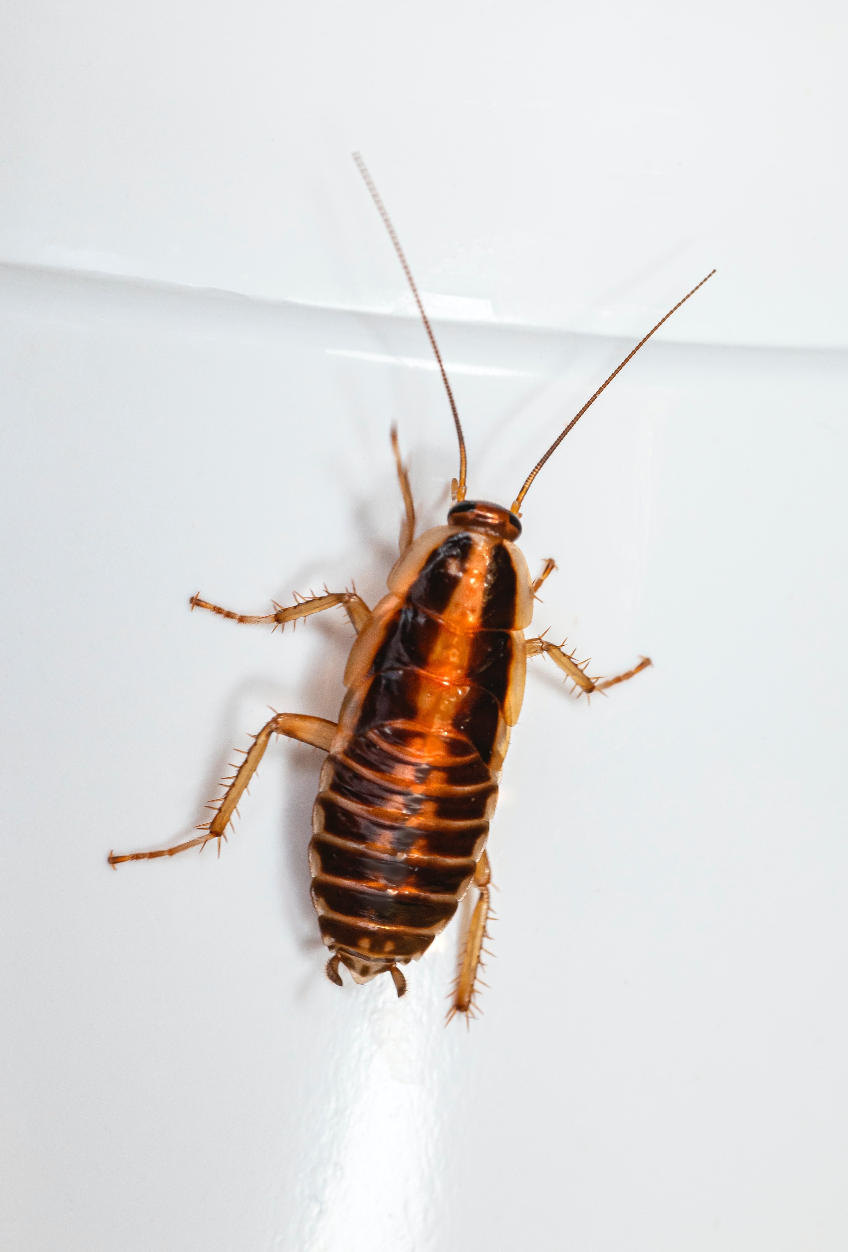 Una plaga de cucarachas invade el CUAP de Santa Coloma de Gramenet