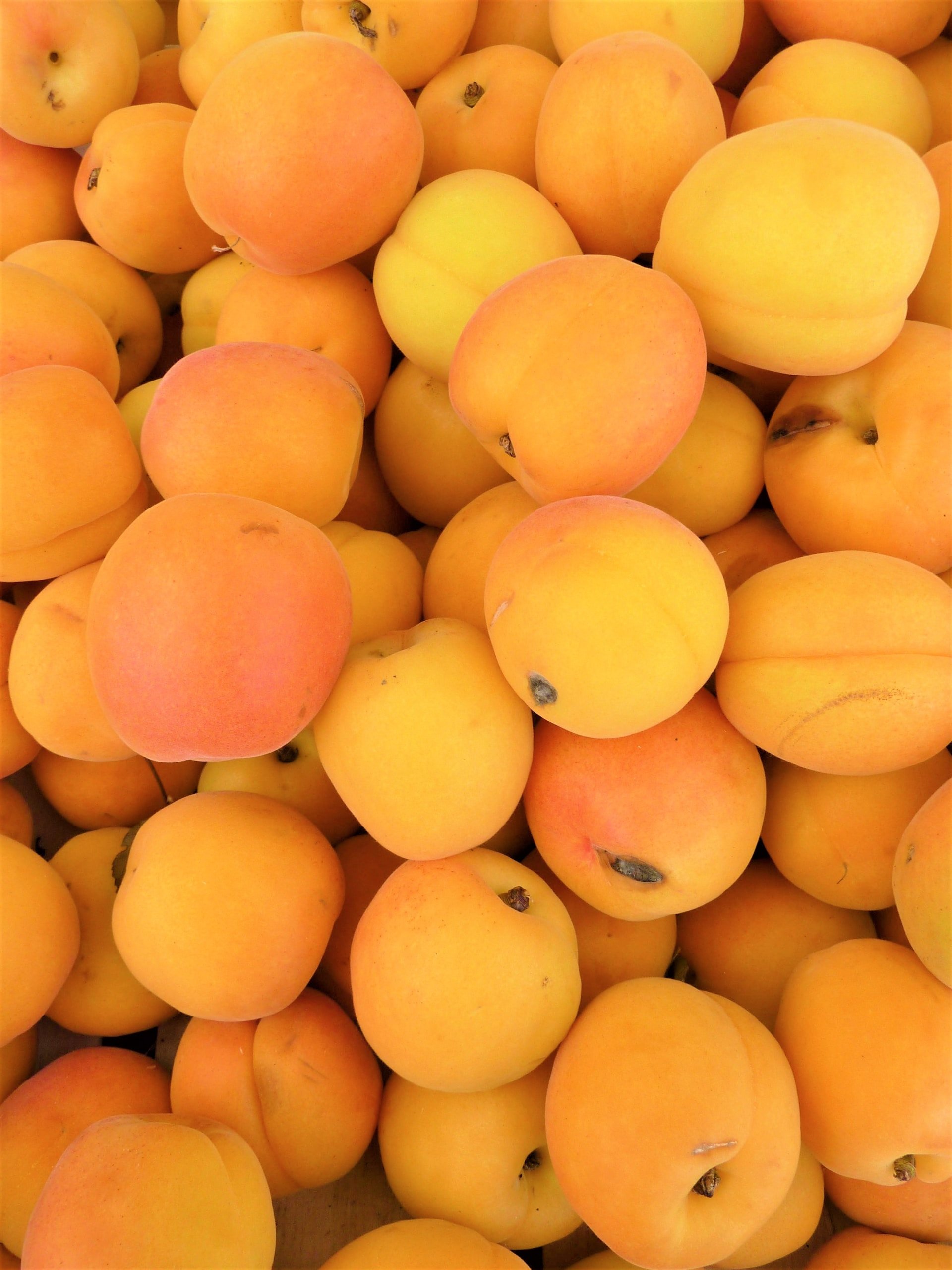 Albercoc: s'apropa la temporada d'aquesta fruita tan nutritiva