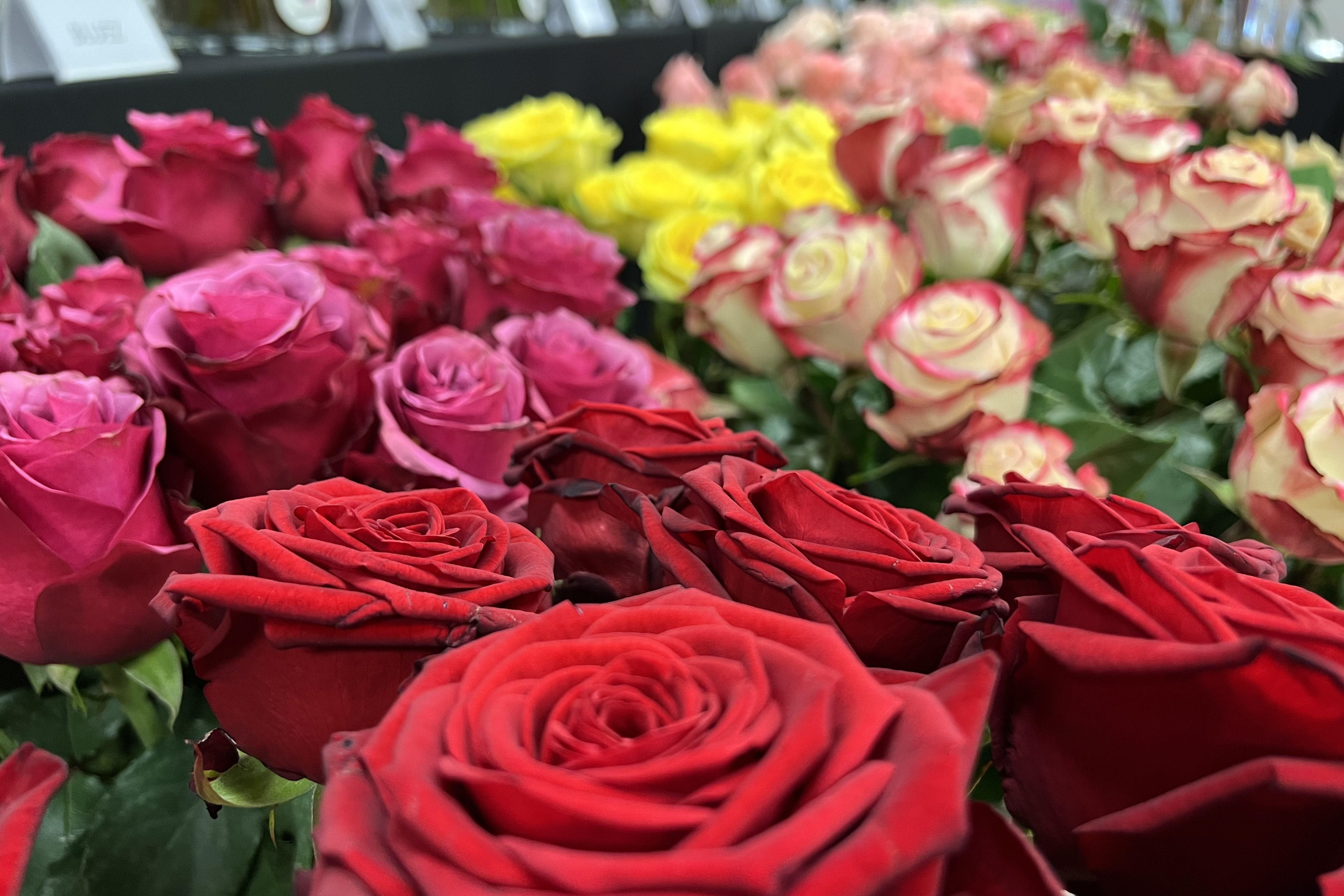 Els floristes preveuen vendre sis milions de roses aquest Sant Jordi i mantenir els preus
