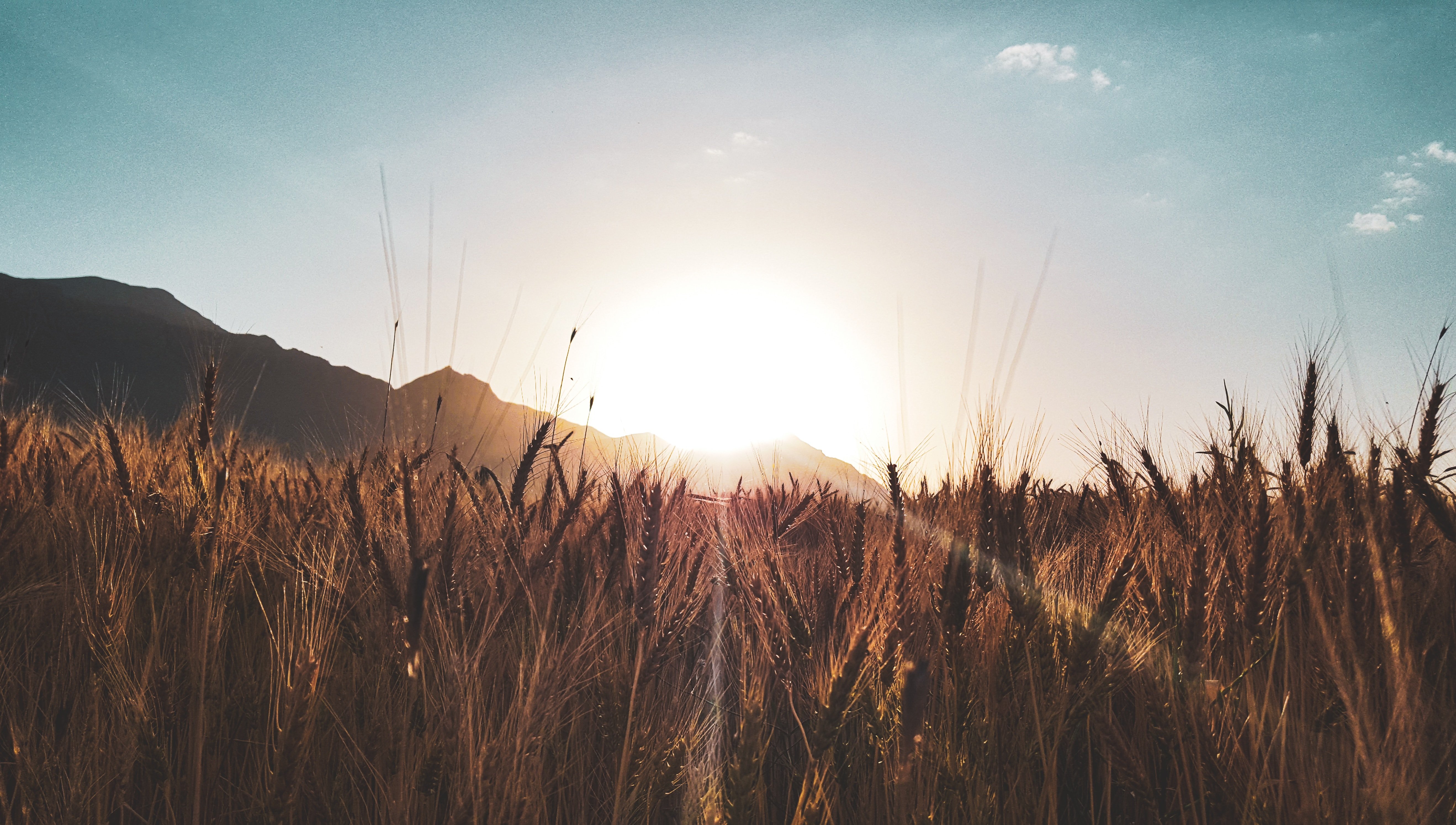 Revolució a la UE: diversos països s'oposen a les importacions del gra ucraïnès