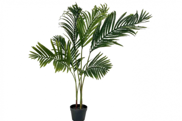 palmera1