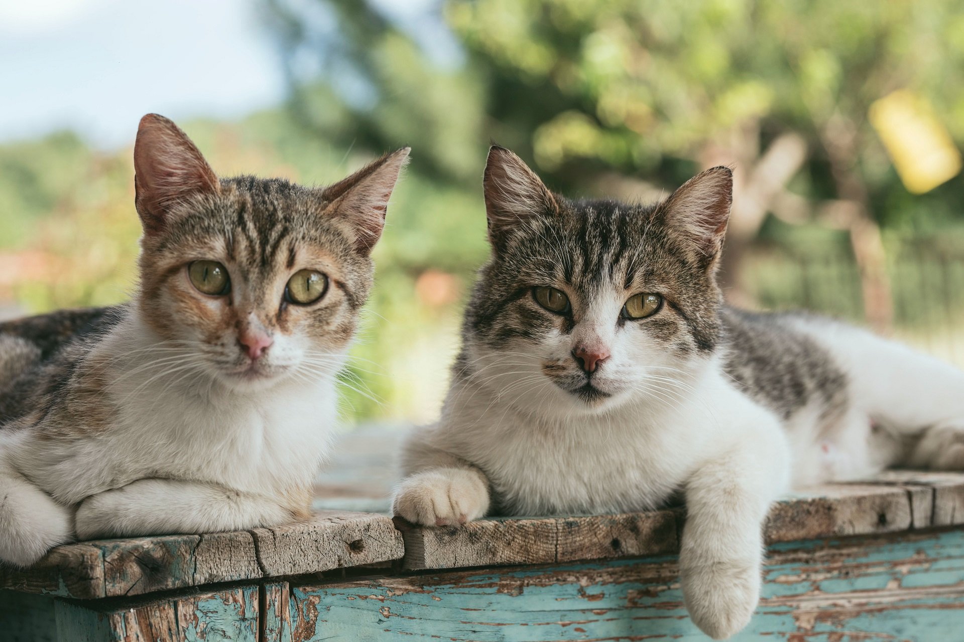 Indignación por un concurso en Nueva Zelanda que premiaba a menores por matar gatos salvajes