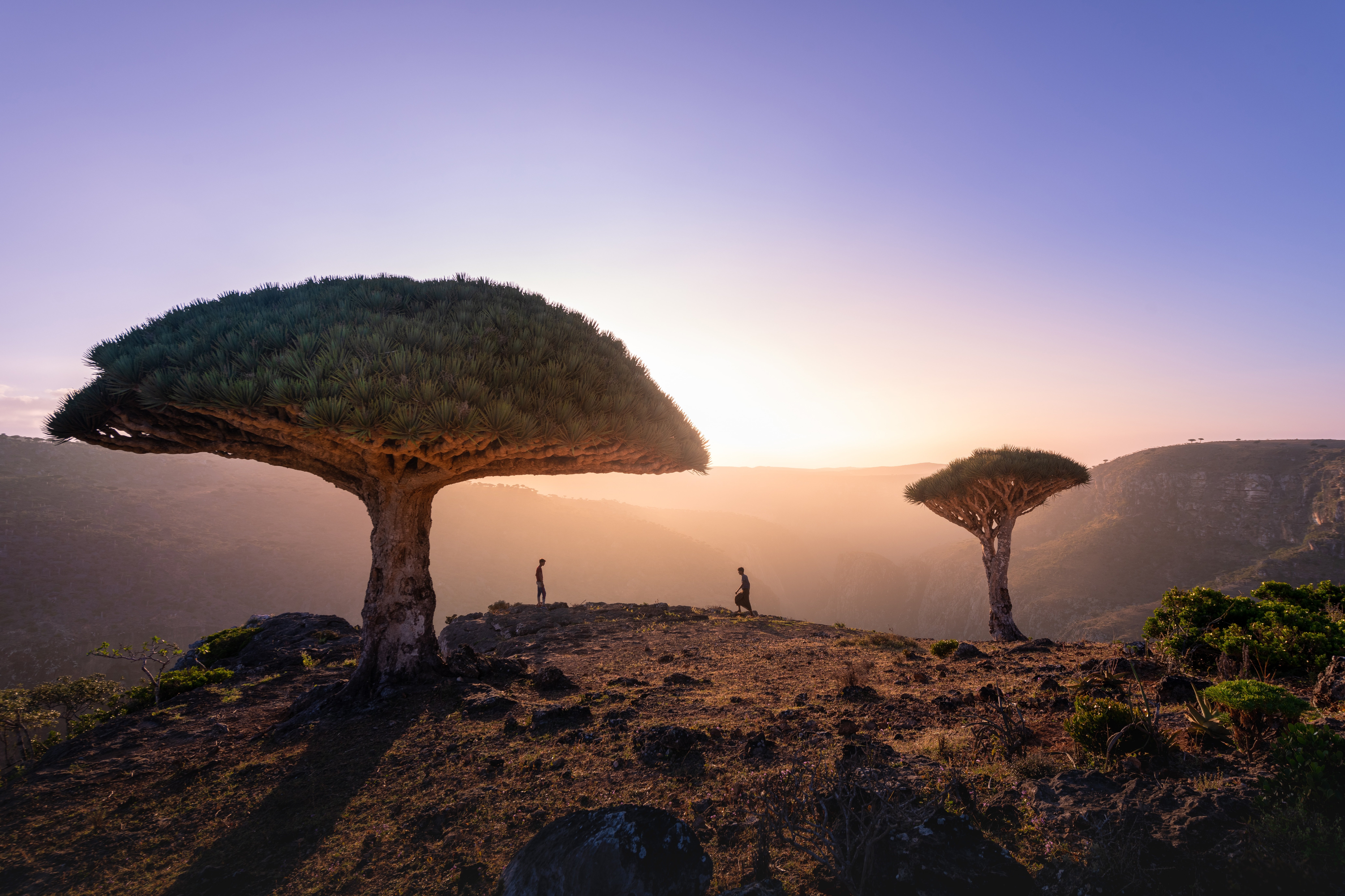 Socotra, l'illa (gairebé) inaccessible de més de 800 espècies de plantes úniques