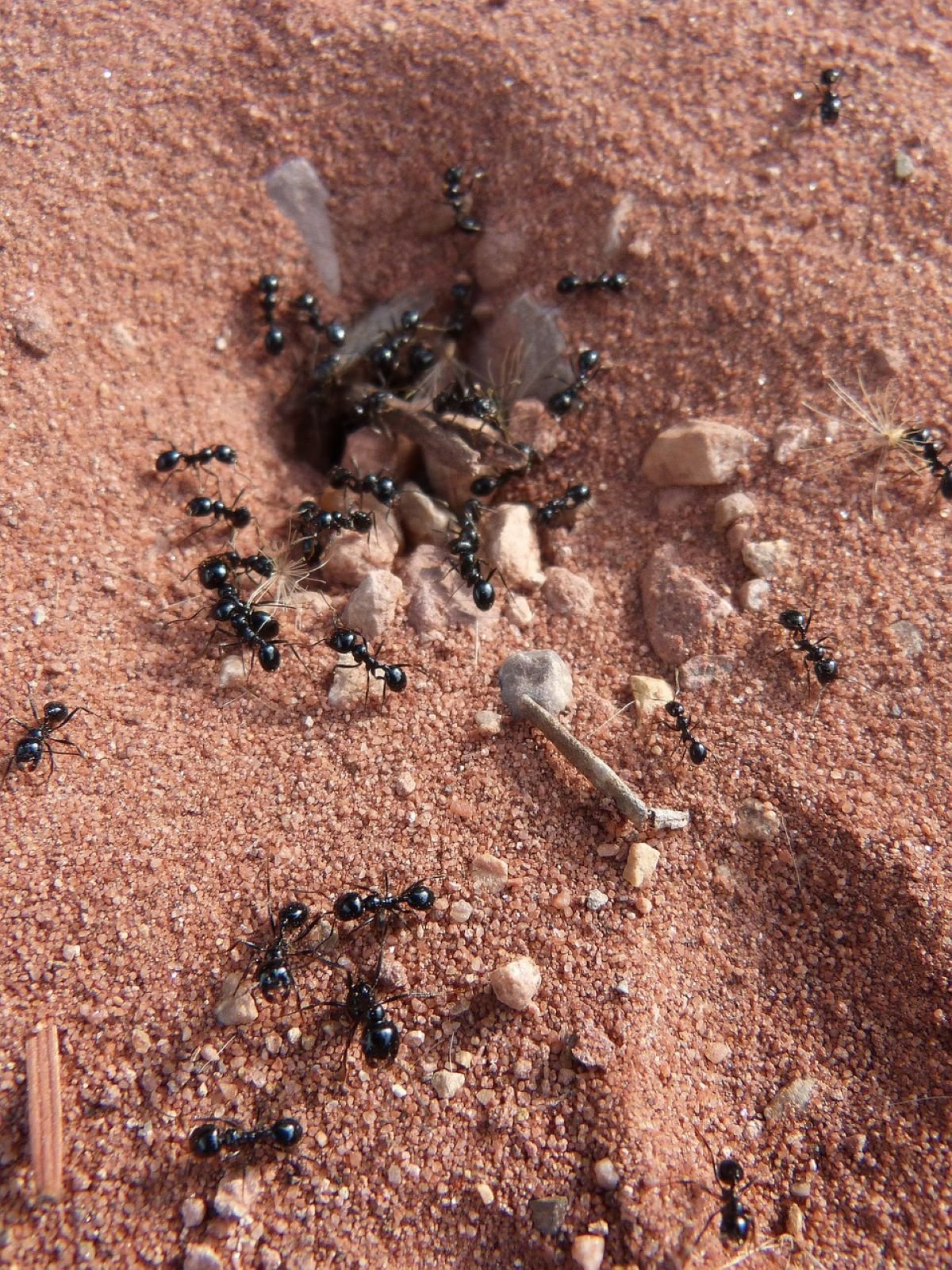 Nido de hormigas antes lluvia Foto Pixabay