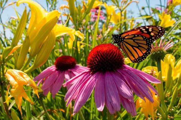 28 2 2023 ¿Cómo tener un jardín atractivo para los insectos polinizadores 28 2 2023 ¿Cómo tener un jardín atractivo para los insectos polinizadores