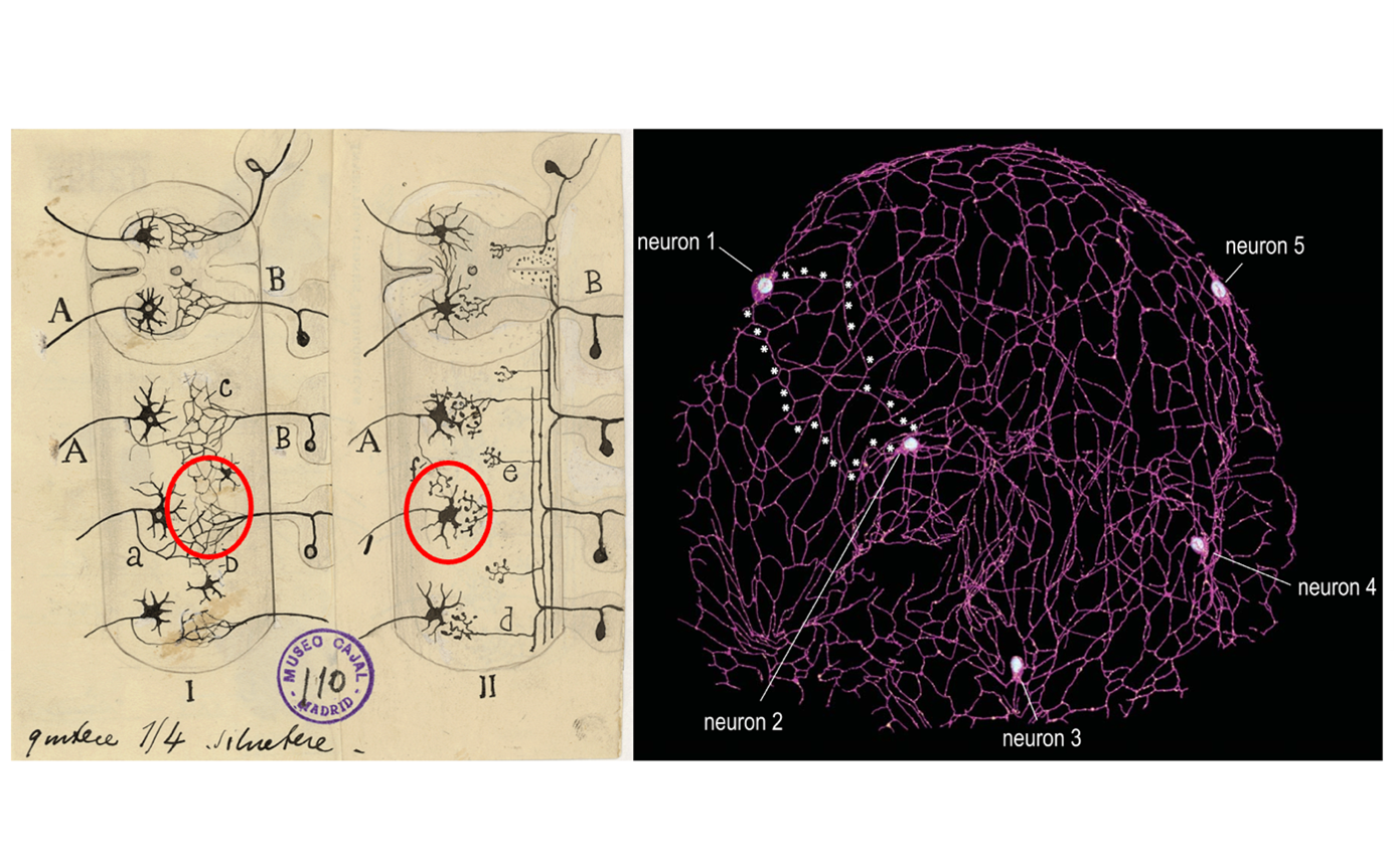 A la izquierda, dibujo a mano de Ramón y Cajal de neuronas conectadas a la médula espinal, mostrando las diferencias entre qué predice la Teoría reticular del sistema nervioso de Golgi (panel I) y qué predice su Teoría neuronal (panel II). Los círculos rojos indican los puntos diferenciales. A la derecha, imagen de reconstrucción tridimensional de las conexiones neuronales en el ctenòfor Mnemiopsis leidyi. Las 5 neuronas indicadas están todas conectadas por una red continua de membranas, formando un sincitio con 5 núcleos neuronales todos conectados sin solución de continuidad (Burkhardt et al. 2023. Science 380:293-297).