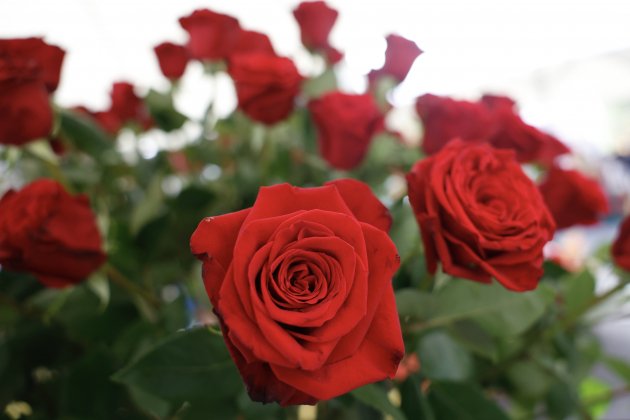 Imagen de una rosa de Sant Jordi / Montse Giralt