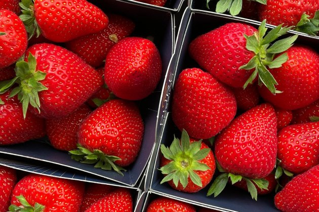 Fresas Fresas
