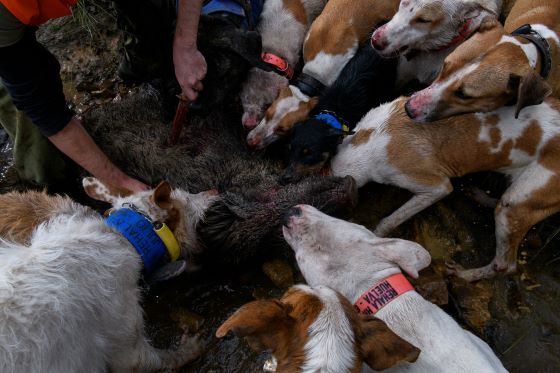 Activistes animalistes es manifesten a Barcelona contra el maltractament de gossos de caça