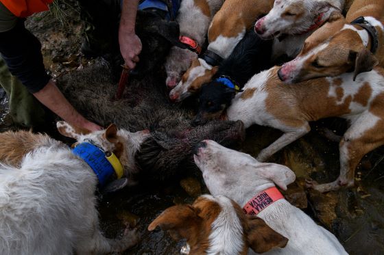 Activistas animalistas se manifiestan en Barcelona contra el maltrato de perros de caza