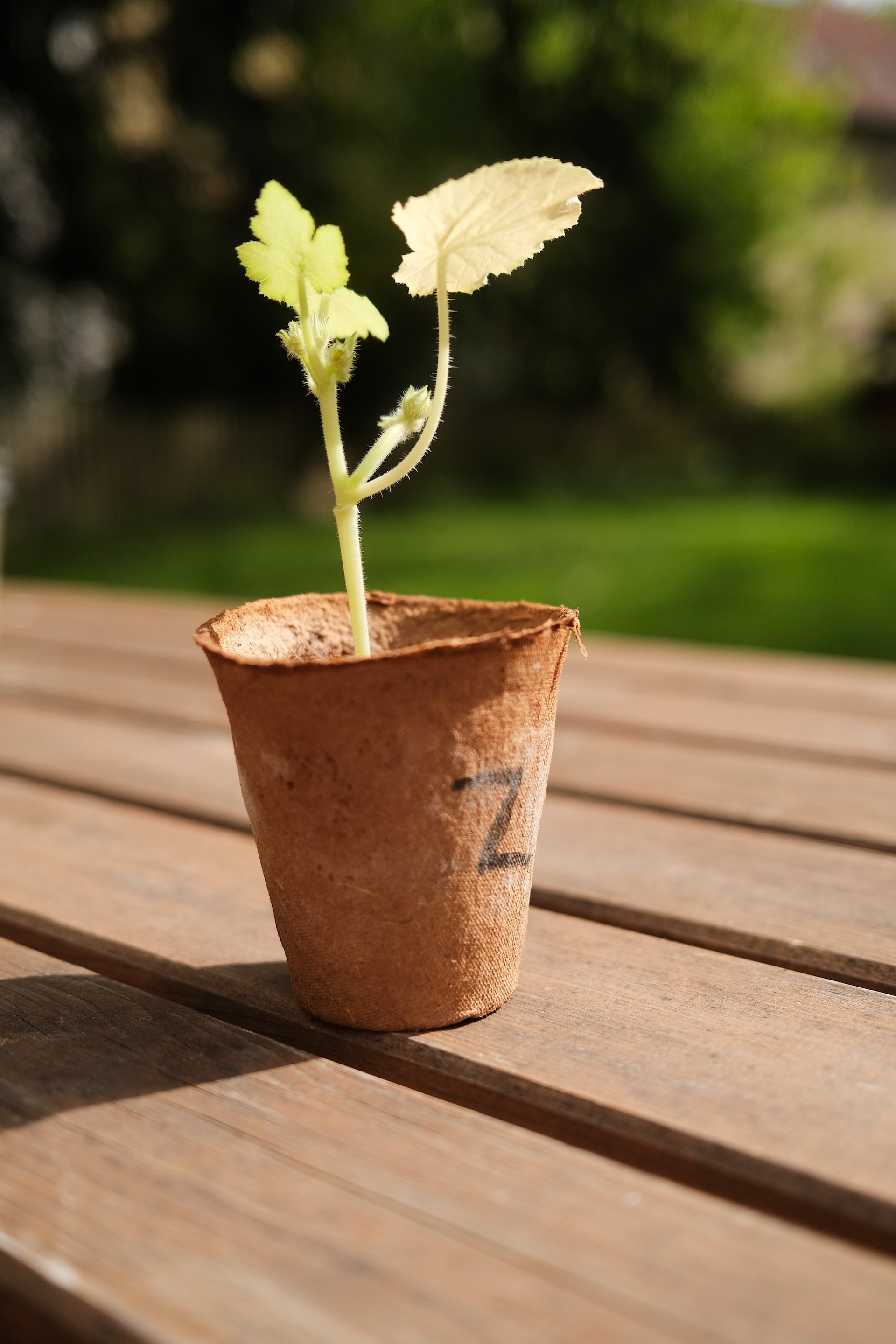 Maig: aquests són els aliments que pots plantar aquest mes