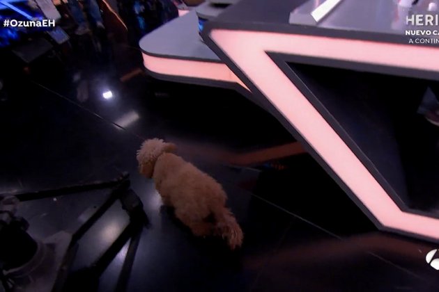 Tamara Falcó perro Antena 3 Tamara Falcó perro Antena 3
