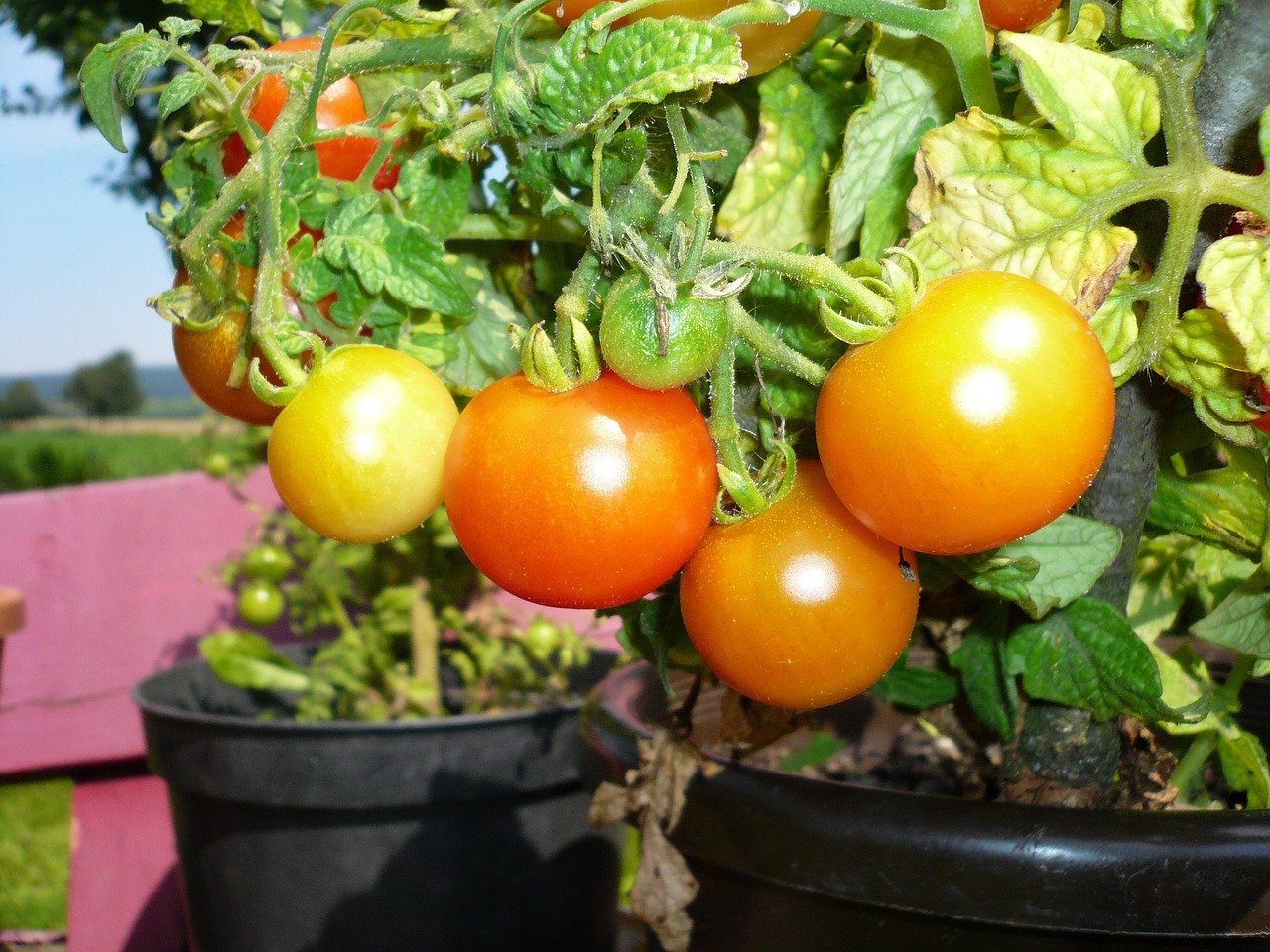 tomatoes g0185ac279 1280