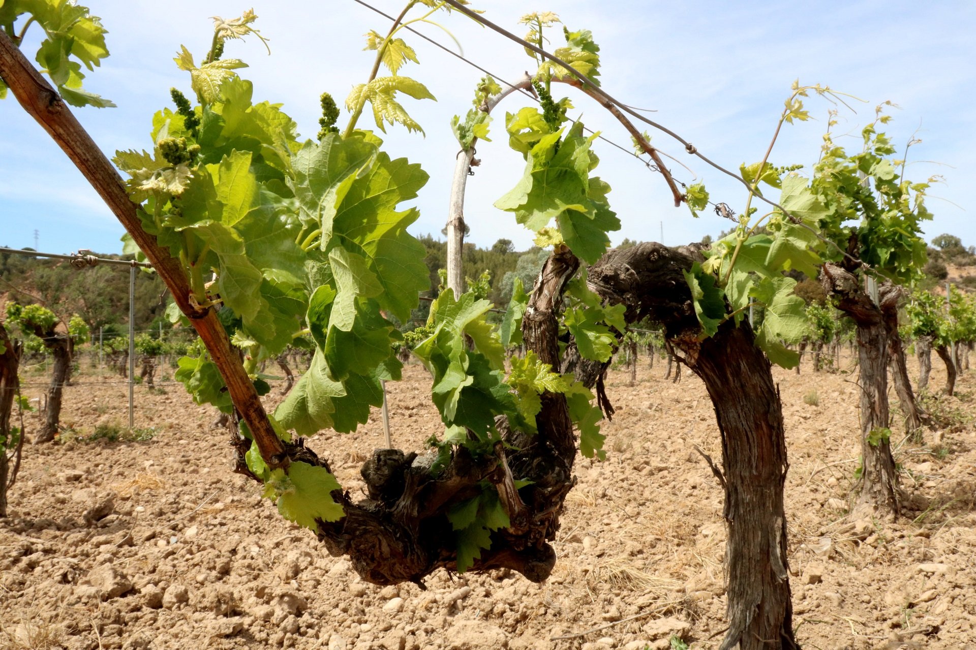 La sequía también llega al cava: campesinos y elaboradores alertan que la cosecha caerá al menos un 40%