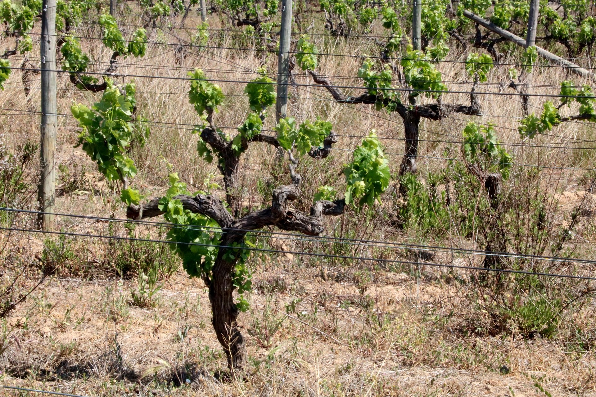 pérdida de la cosecha de cava (2)
