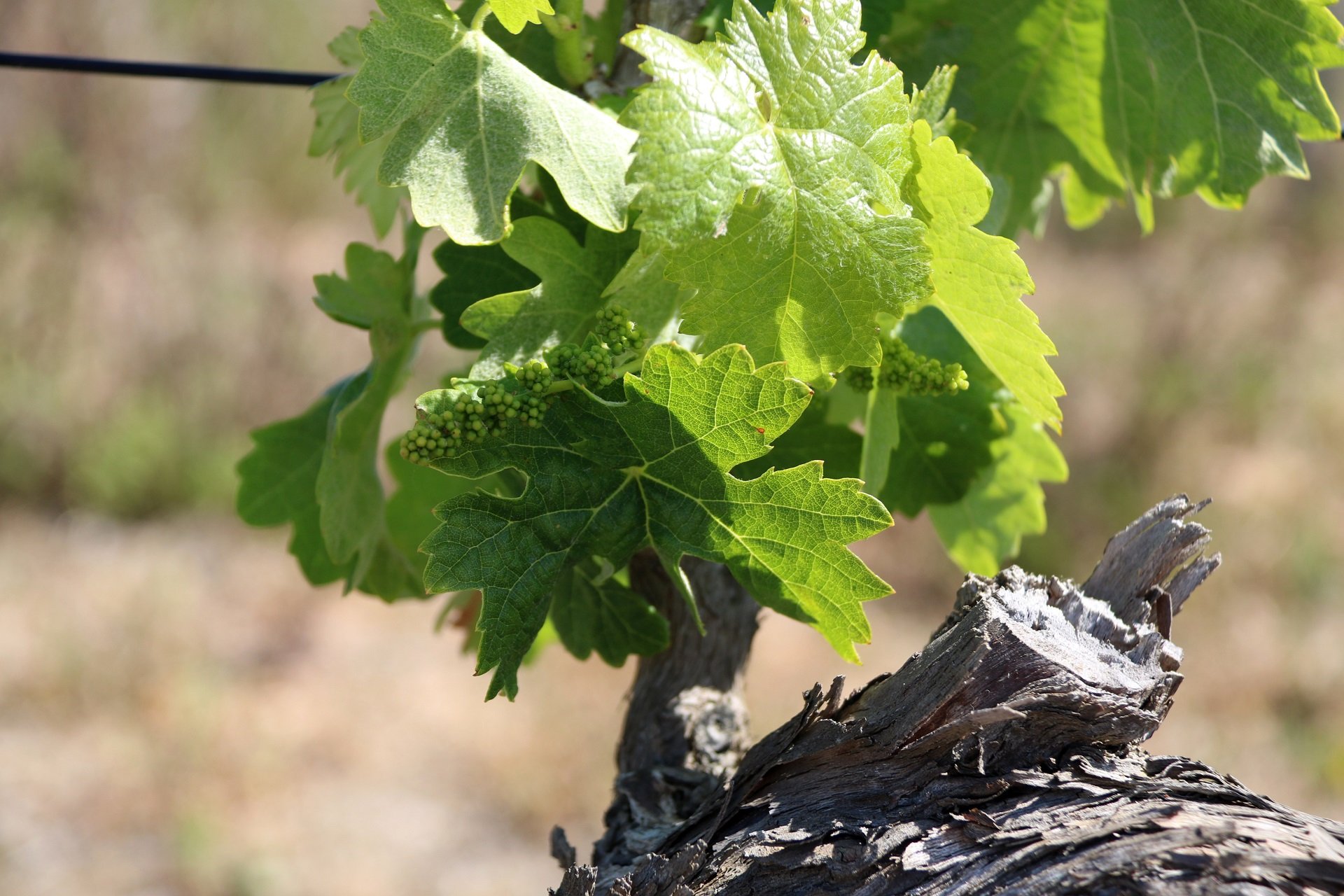 pérdida de la cosecha de cava (5)