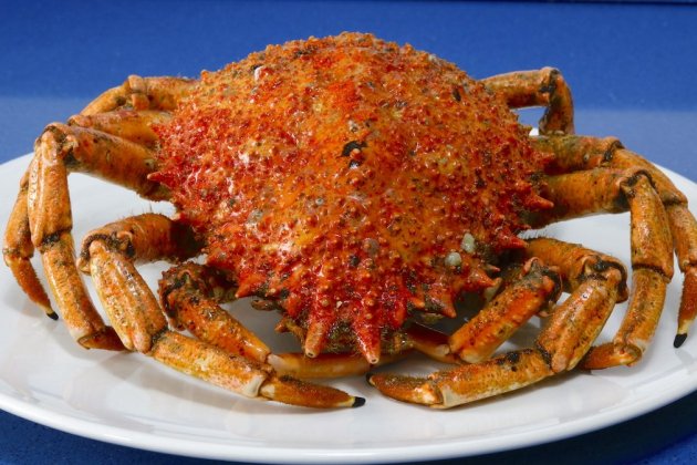 Centollo