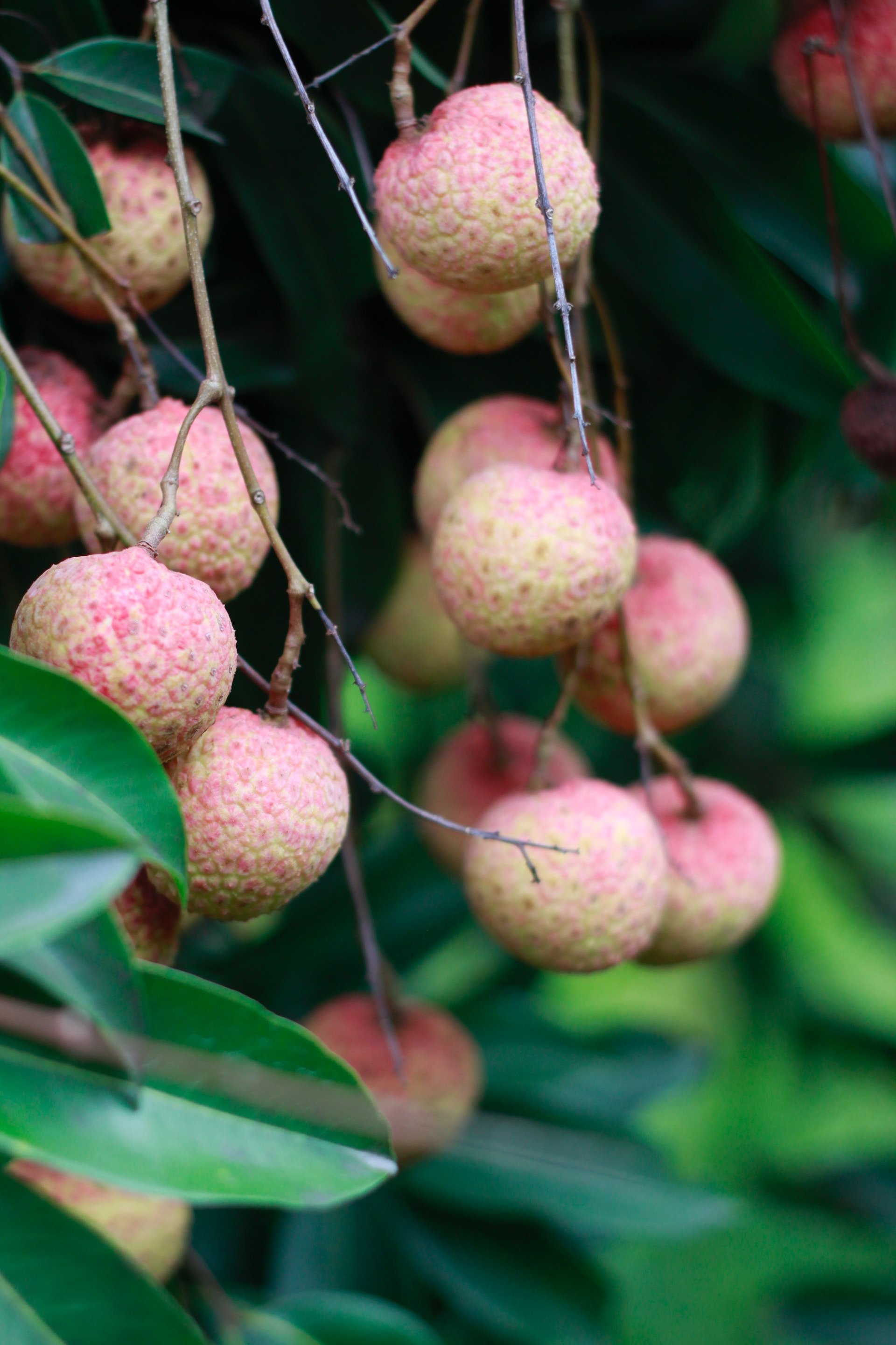 Si te falta vitamina C, esta fruta pasará a ser tu favorita