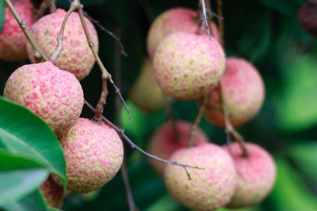 Lichi Lichi