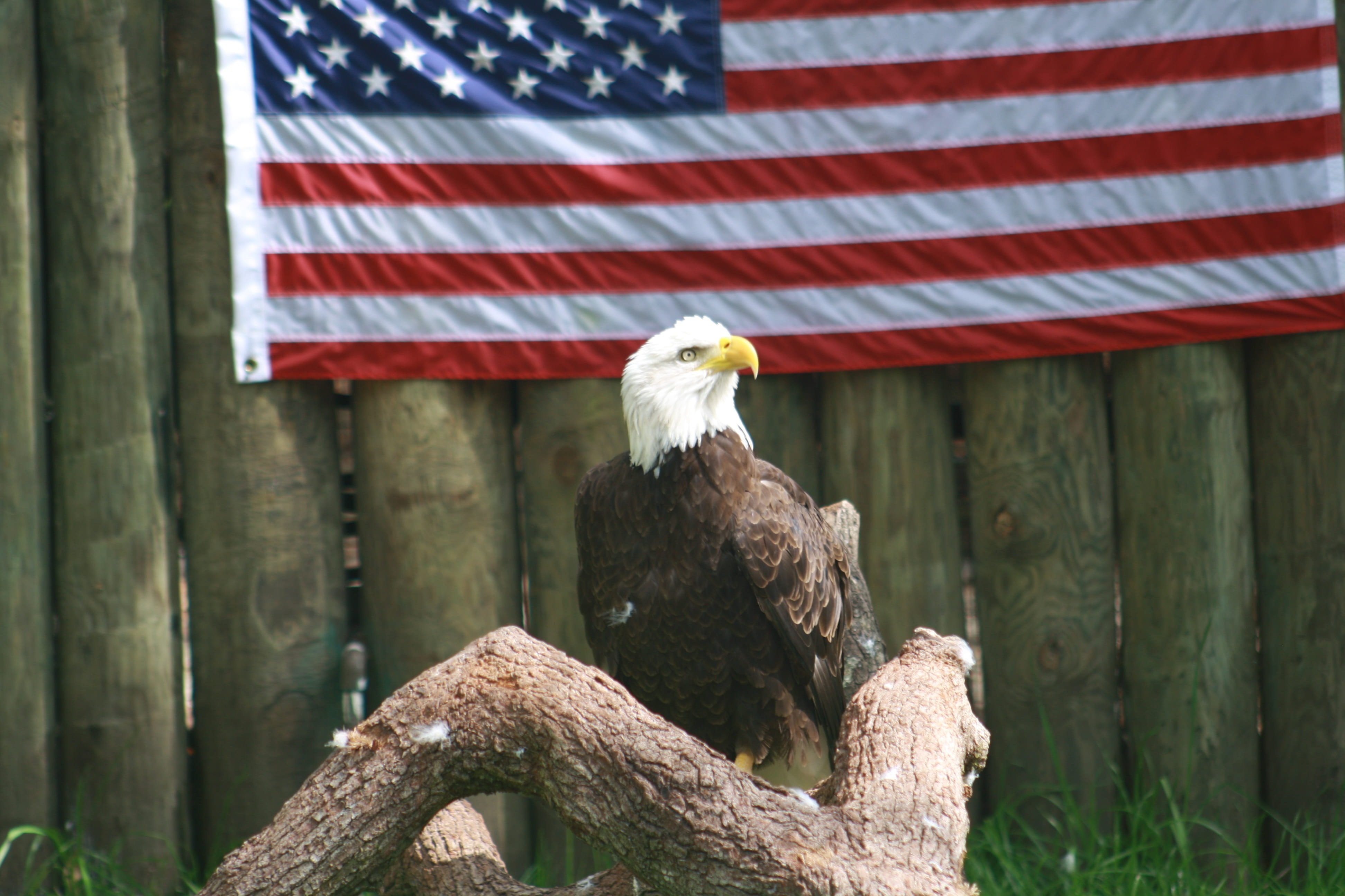 America is beautiful. Белоголовый Орлан США. Символ Америки белоголовый Орлан. Белоголовый орёл символ Америки. Белоголовый Орлан на флаге США.