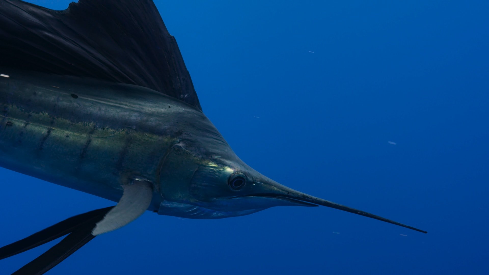 ¿El pez espada es apto para niños? Beneficios y contraindicaciones de un pescado peculiar