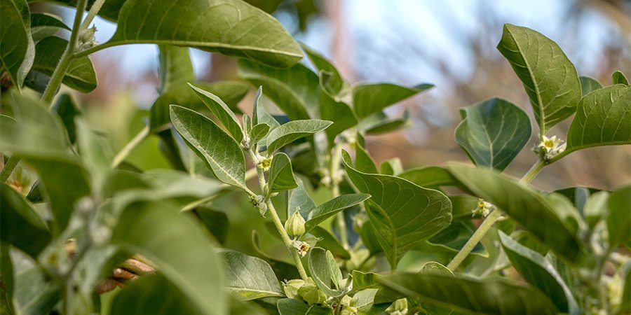 Las ventajas de la Ashwaganda para combatir las complicaciones de la menopausia