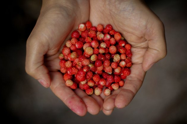 Fresas del bosque