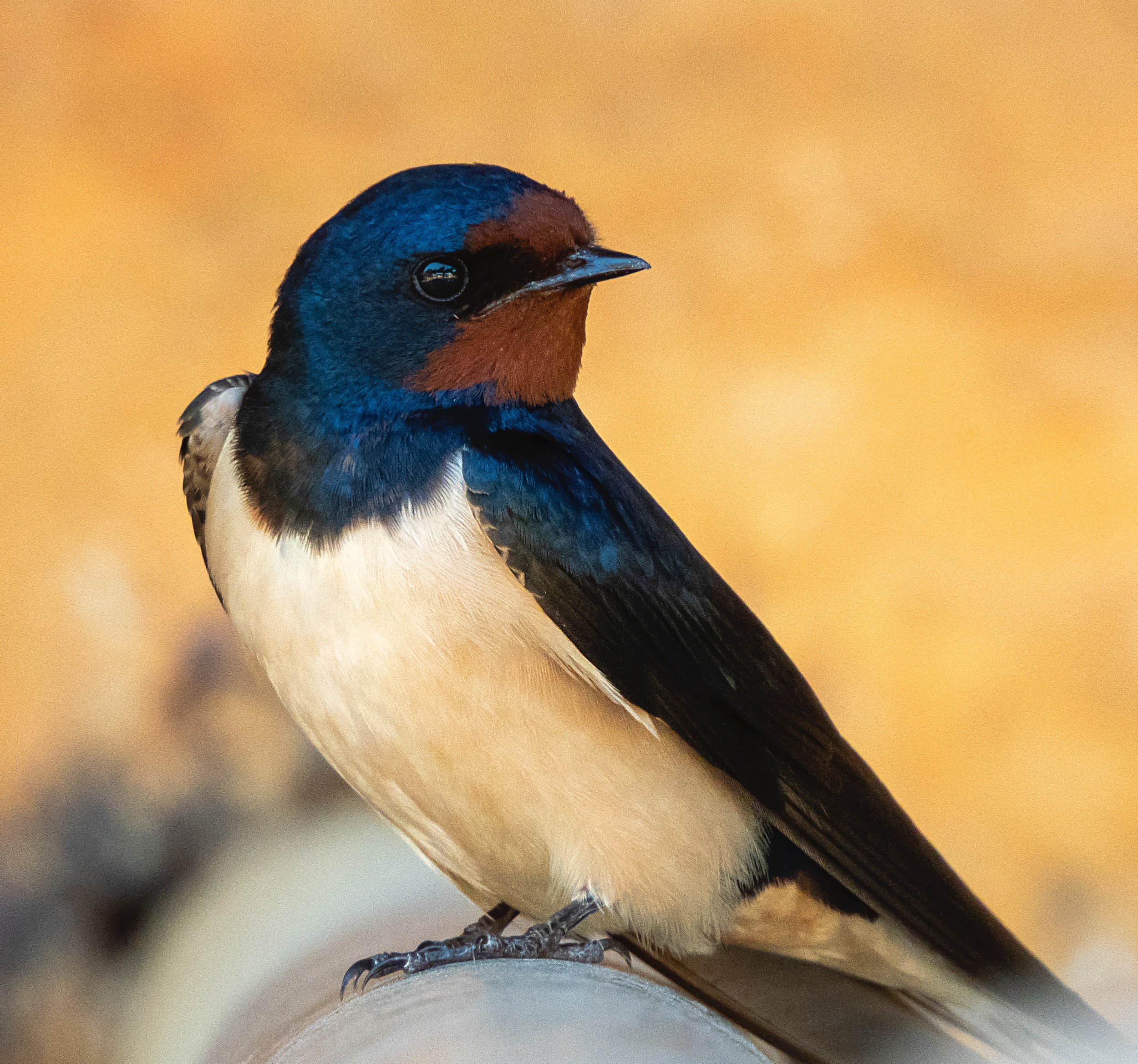 Golondrina Foto @MariusDomingo2 Twitter