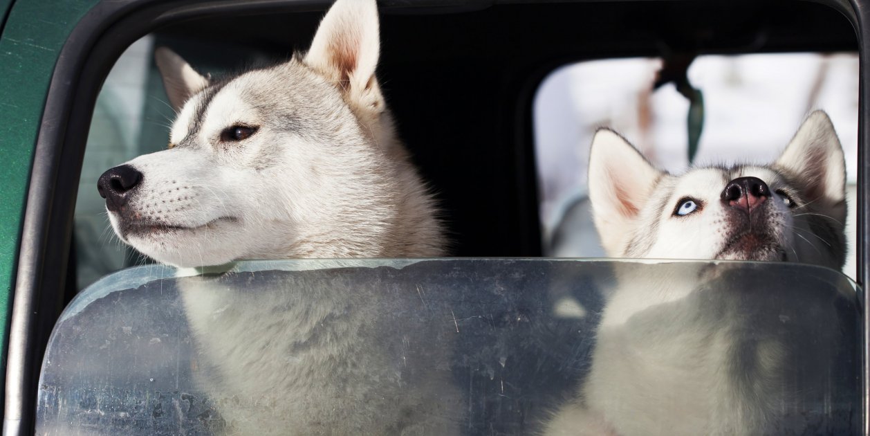Viajar con perros en el coche. Imagen: Erika8213 Viajar con perros en el coche. Imagen: Erika8213