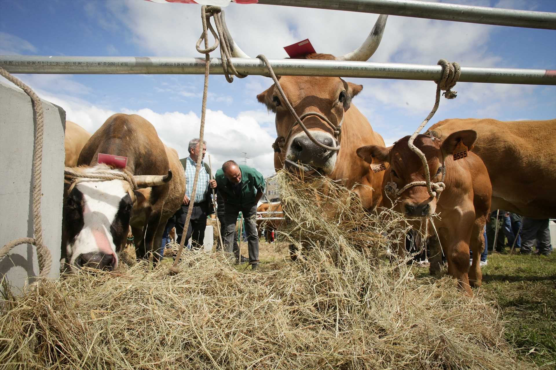 Casi 2.500 ganaderos catalanes recibirán 16,6 millones de euros en ayudas por la sequía