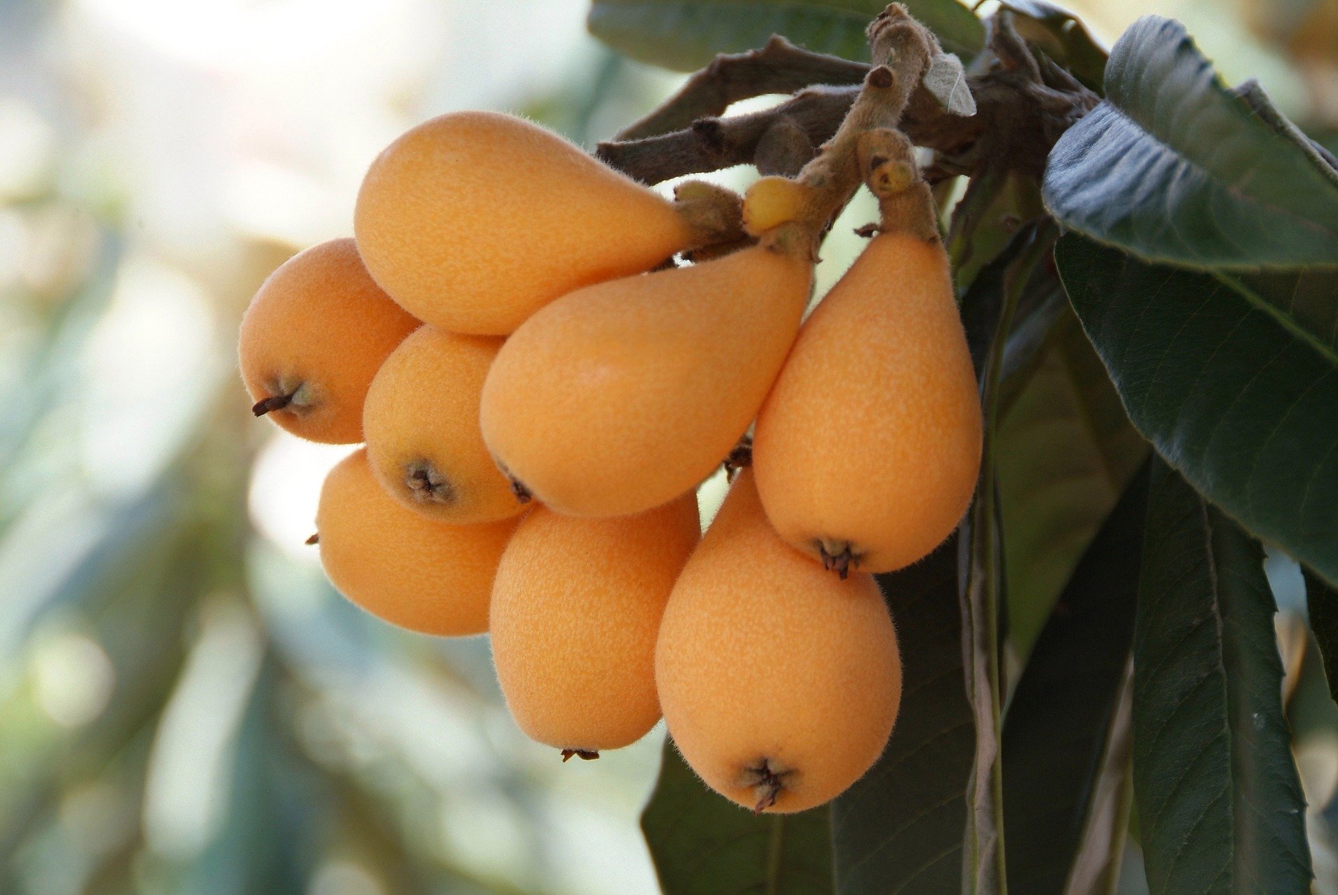 Mercadona pone a la venta la fruta de temporada de origen chino