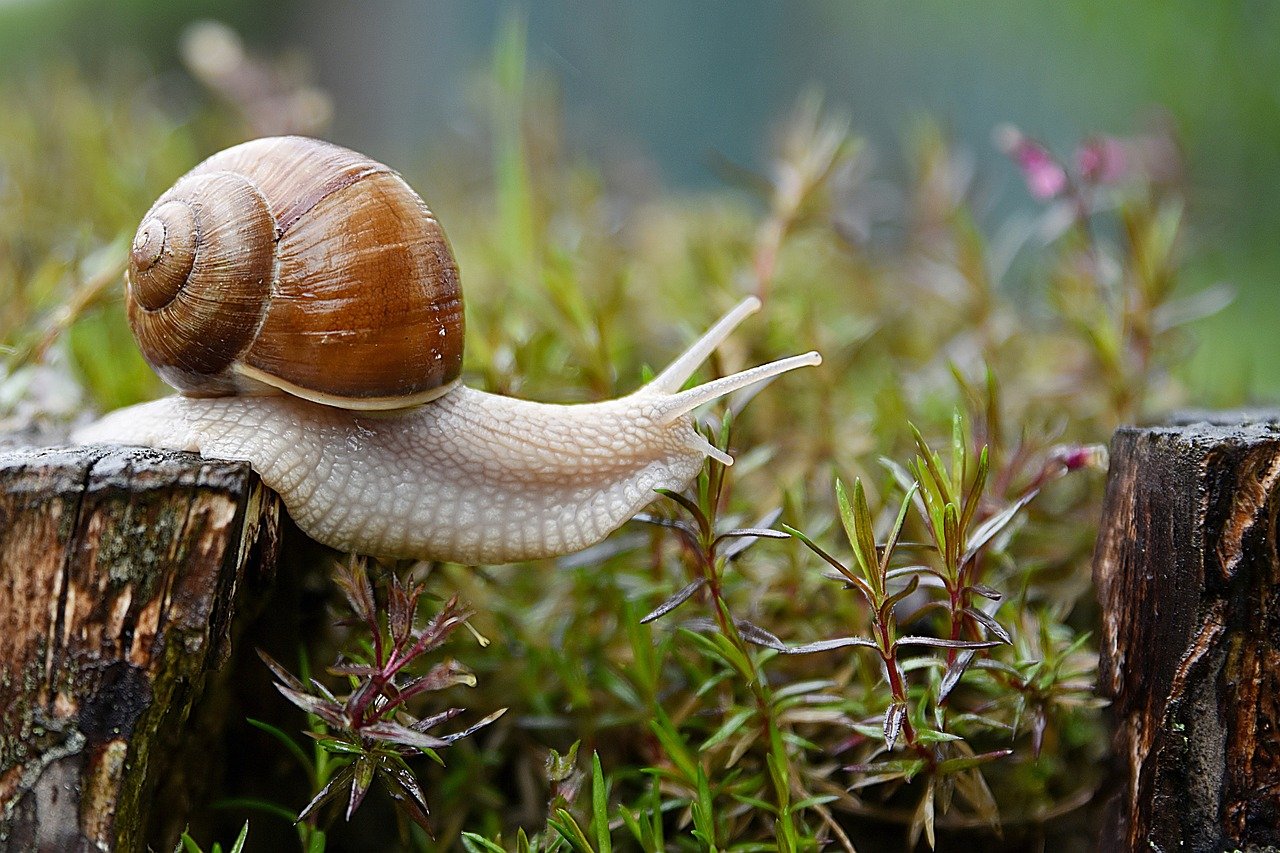 snail g581af97c9 1280 snail g581af97c9 1280
