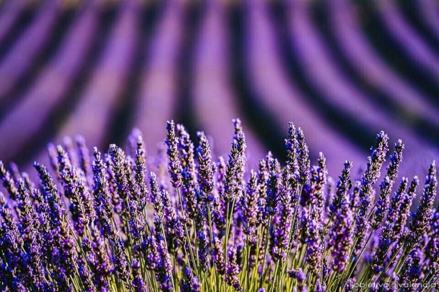 Amb la fragància de la lavanda natural.