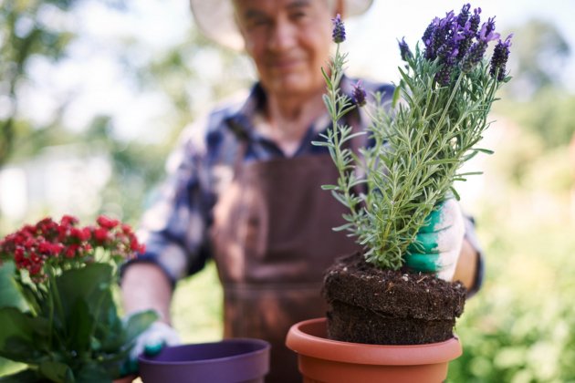 plantas repelentes de mosquitos   lavanda   gpointstudio