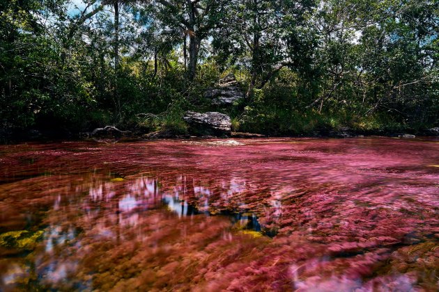 caño cristales flickr (2) caño cristales flickr (2)